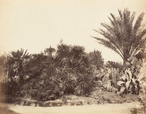 Pincian Garden, Rom, 1853-56. av Possibly by Jane Martha St. John.