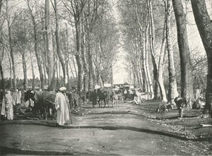 Arabisk mässa och marknad, Boufarik, Algeriet, 1895.