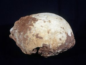 Ägg tillskrivet Hypselosaurus Priscus: stor dinosaurie (ca 12 m) växtätare från den sena kritatiden (-65 miljoner år) som finns i Provence. Naturhistoriska museet i Aix en Provence. av Prehistoric Prehistoric