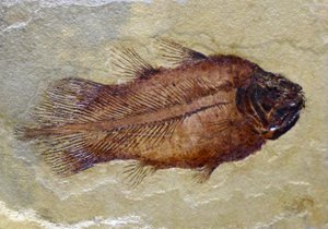 Kolcoelacantens fossila fotavtryck (objekt) av Prehistoric Prehistoric