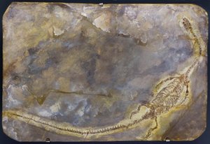 Hyphalosaurus lingyuanensis fossil (artikel) av Prehistoric Prehistoric