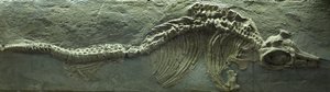 Ichthyosauriefossil, perioden Jura (Lias) av Prehistoric Prehistoric