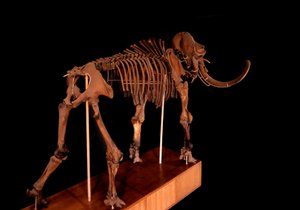 Prehistoire, dinosaurie: mammutskelett, Paris, naturhistoriskt museum av Prehistoric Prehistoric