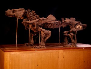 Prehistoire; dinosaurier: skelett av ichthyosaur. Paris, naturhistoriskt museum av Prehistoric Prehistoric