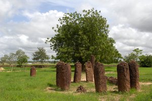 Förhistoria: Megalitisk cirkel av stenar från Wassu, Gambia (foto) av Prehistoric Prehistoric