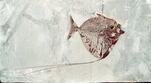 Förhistoria: Mene Rhombea fiskfossil från platsen för Mount Bolca (Italien). Eocen period. Museo civico di Storia Nature, Milano av Prehistoric Prehistoric