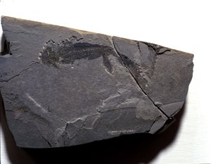Förhistoria: Permperiod, paleozoikum. Branchiosaurus (Brahiopode) fossil. Hitta i Rotliegen i Tyskland av Prehistoric Prehistoric