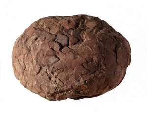 Förhistoria: dinosaurieägg hittat i Provence. Mesozoikum, juraperiod. av Prehistoric Prehistoric
