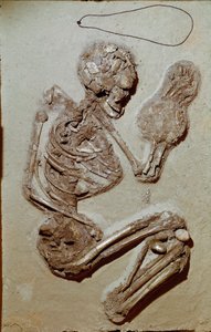 Förhistoria: kvinnligt skelett från övre neolitikum. Chiozzas kultur. 2900-2700 f.Kr. Reggio Emilia, Civic Museums, Chierici Museum, Italien av Prehistoric Prehistoric