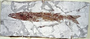 Förhistoria: fiskfossil Sphyraena Bolcensis från platsen för berget Bolca (Italien). Eocen period. Civic Museum of Natural History, Milano av Prehistoric Prehistoric
