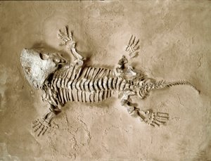 Förhistoria: fossiler av Seymouria Biolorensis amfibie reptil från Texas i USA. Permperiod. Civic Museum of Natural History, Milano av Prehistoric Prehistoric