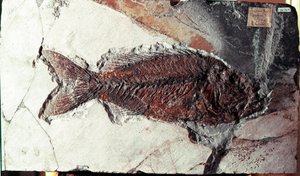 Förhistoria: fossil av Sparnodus Elongatus fisk från platsen för berget Bolca (Italien). Eocen period. Museo civico di Storia Nature, Milano av Prehistoric Prehistoric