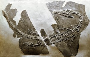Förhistoria: fossil av den vattenlevande reptilen Askeptosaurus italicus från Besano (Italien). Mellantriasperioden. Museo civico di Storia Nature, Milano av Prehistoric Prehistoric