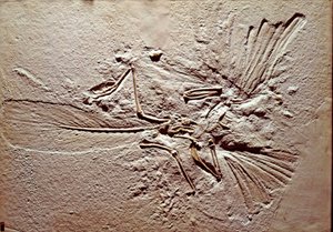 Förhistoria: fossil av fågeln Archeopteryx (archeopteryx) Lithographica från platsen för Solnhofen (Tyskland). Överlägsen jura. Museo civico di Storia Nature, Milano av Prehistoric Prehistoric