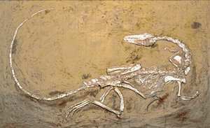Förhistoria: fossil av dinosaurien Coelophysis. Period av övre trias. Museo civico di Storia Nature, Milano av Prehistoric Prehistoric