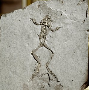Förhistoria: grodafossil från platsen Pueyoi da Tervel i Spanien. Miocen era. Civic Museum of Natural History, Milano av Prehistoric Prehistoric