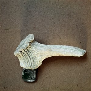 Förhistoria: grön stenyxa med hjorthornshandtag från grottan Pollera (Finale Ligure), Ligurien. Mellanneolitikum, stenålder. Gener, museo di archeologia ligure av Prehistoric Prehistoric