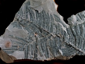 Förhistoria: period av högre kol. Fossil av Acitheca Poymorphe från ormbunksfamiljen. Hitta i Gottelborn i Tyskland av Prehistoric Prehistoric