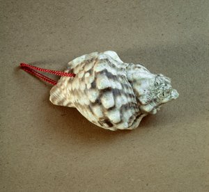 Förhistoria: skal av Triton nodifer genomborrat, används som en visselpipa från Necropole of Arene Candide (Finale Liguria), Liguria. Mellanneolitikum, stenålder. Gener, museo di archeologia ligure av Prehistoric Prehistoric