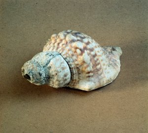 Förhistoria: skal av Triton nodifer genomborrat, används som en visselpipa från Necropole of Arene Candide (Finale Liguria), Liguria. Mellanneolitikum, stenålder. Gener, museo di archeologia ligure av Prehistoric Prehistoric