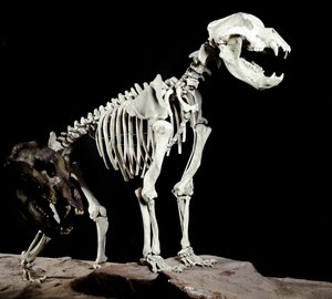 Förhistoria: skelett av grottbjörnen (Ursus spelaeus) från Caves del Bandito a Roaschia i Italien. Perioden av Pleistocene. Museo civico di Storia Nature, Milano av Prehistoric Prehistoric