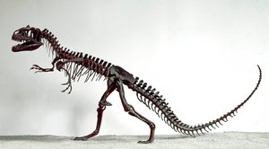 Förhistoria: skelett av dinosaurien Allosaurus fragilis. Period av övre jura. Civic Museum of Natural History, Milano av Prehistoric Prehistoric