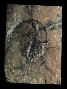Förhistoria: trilobit Olenellus fossil (leddjur). Paleozoikums tid, kambriums tid. Hitta i Utah, USA av Prehistoric Prehistoric