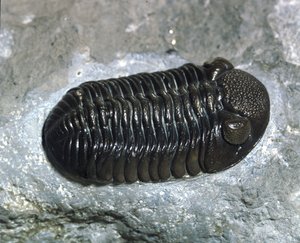 Förhistoria: trilobit Phacops Rana fossil (leddjur). Paleozoikums tid, devontiden. Hitta i Ohio, USA av Prehistoric Prehistoric