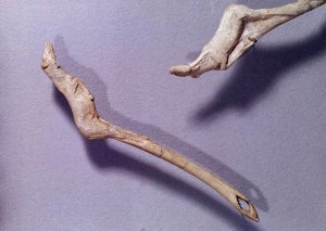 Förhistoria: två propeller sa "" till den hoppande hästen"" gjorda i renträ. Period av Mellanmagdalena. Saint Germain en Laye, Museum of National Archaeology av Prehistoric Prehistoric