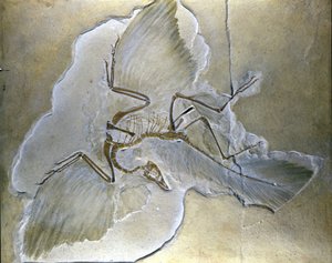 Primitiva fåglar kallades Archaeopteryx. Kompletta fossiler har hittats i Bayern, i övre Jurassic skiffer. av Prehistoric Prehistoric