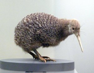 Prov fågelfylld kiwi (apterygides), oförmögen att flyga. Auckland Museum, Nya Zeeland av Prehistoric Prehistoric