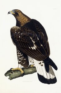En ung kungsörn