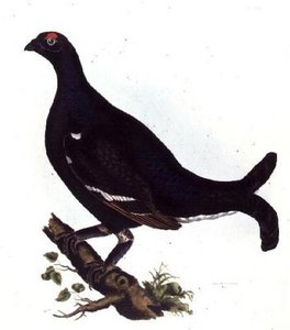 Black Grouse, från 
