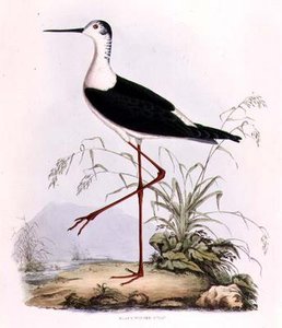 Black Winged Stilt, från 