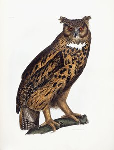 Stor öronuggla