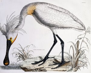 Vit skednäbb, 1834