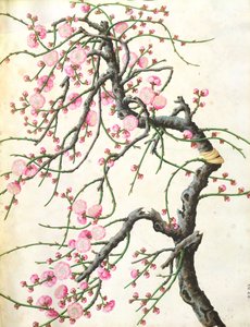 Persikoblommor (färg på papper) av Qing Dynasty Chinese School