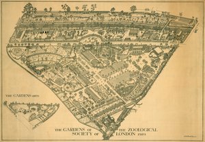 London Zoo, Regents Park, Westminster, 1929 av RB Brook Greaves