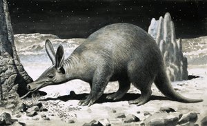 Aardvark av R.B. Davis