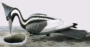 Elfenbensnäbbad hackspett av R.B. Davis