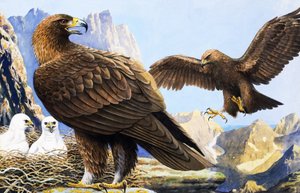 Fåglarnas konung, från "Nature Wonderland av R.B. Davis