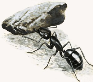 Små monster: Den mäktiga myran
