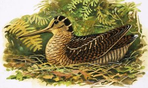 Att titta på naturen: Skogssnäppan