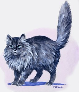 Perserkatt, från "Treasure