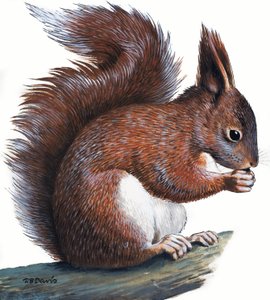 Red Squirrel (gouache på papper) av R.B. Davis