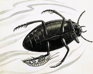 Räkor liftar ofta med stora vattenskalbaggar av R.B. Davis