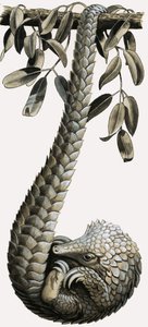 Pangolin av R.B. Davis