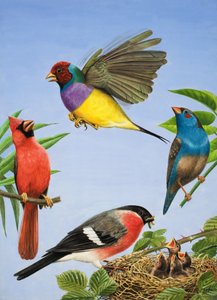 Tropical Birds (gouache på papper)