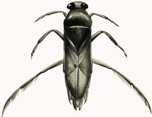 Water Boatman (gouache på papper) av R.B. Davis