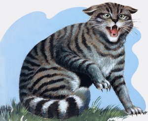 Vildkatt, från "Treasure
